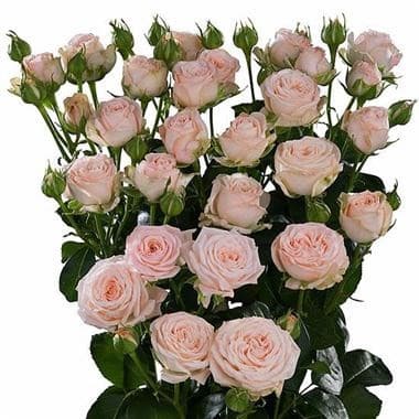 RoseSpray Miss Bombastic mia