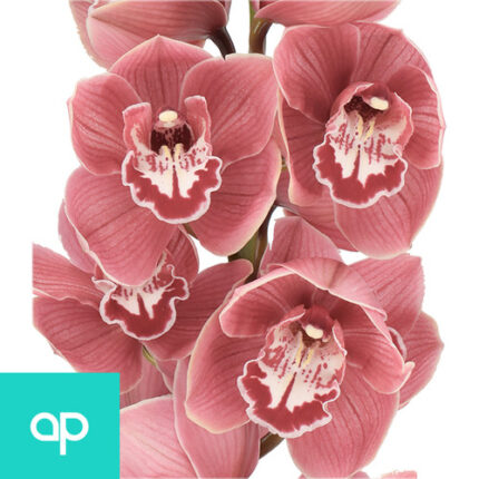 Cymbidium Hello Dolly holl(STE