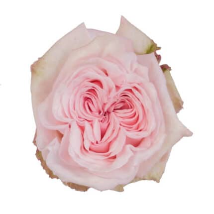 Rose Garden Pink Ohara sunrite