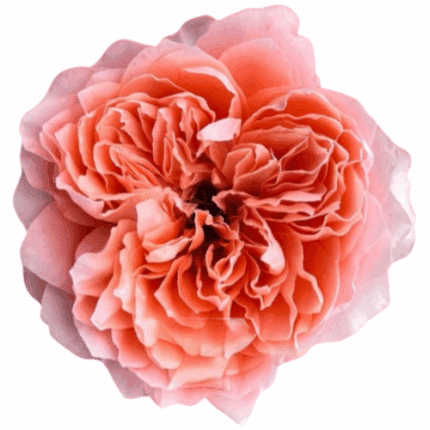 Rose DragonFly Exp. 60cm Sunri