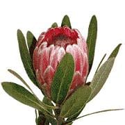 Protea flame giants cal(st)