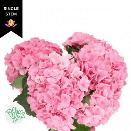 Hydrangea M Elbtal Rz Pink hol