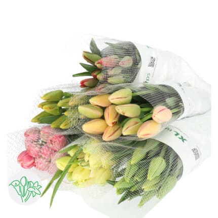 Tulip French Asst(6case)holl
