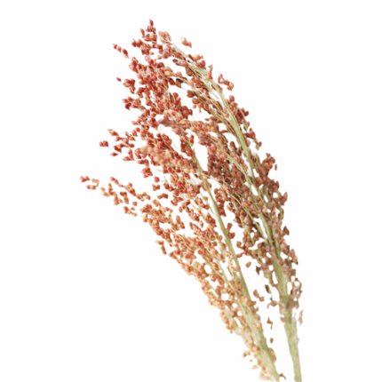 Broomcorn Red mellano