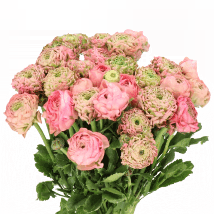 Ranunculus Antique Rose holl
