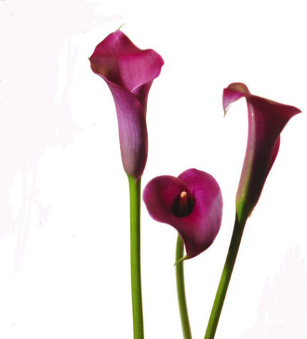 Calla Grape Velvet florisol