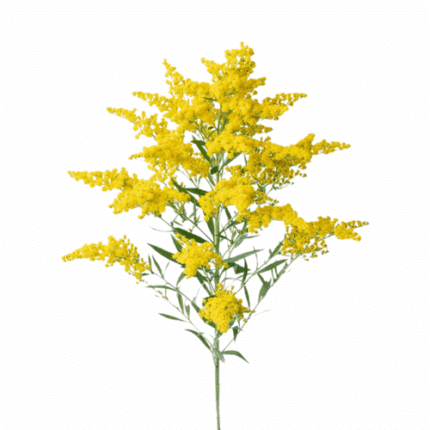 Solidago Smiley Sunday f.c.