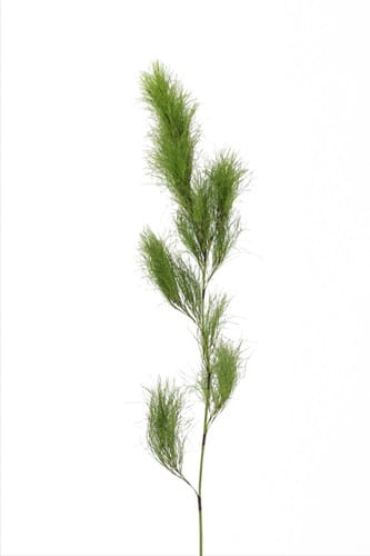 Koala Fern premium