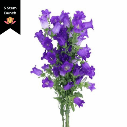 Campanula Purple esmeralda supx