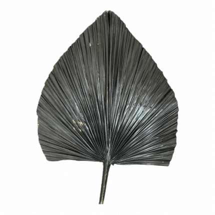 Palm Dried Black Metallic holex(STEM)