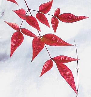 Nandina foilage tall seaberry