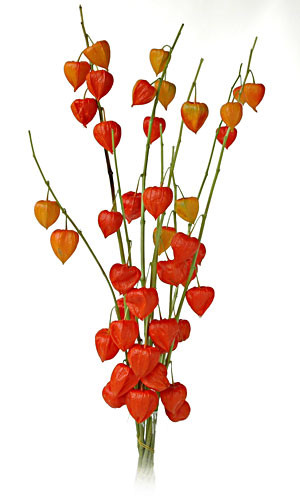 CHINESE lantern s.v.