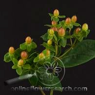 Hypericum orange x5