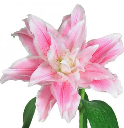 Lily Rose Double Pink bmark 10st
