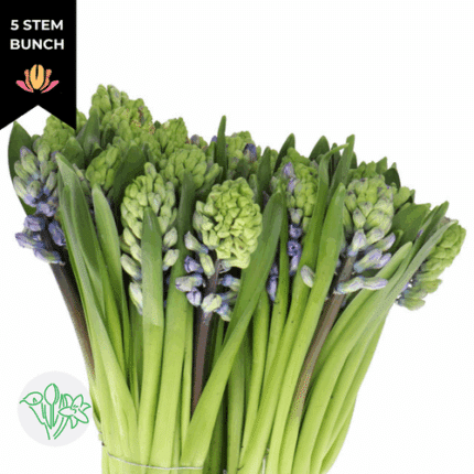 Hyacinth Golf De Gascog holl