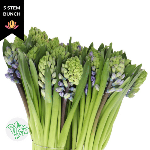 19ba8179-98cb-4e4a-ae7f-cc385d7ace5c.png Hyacinth Golf De Gascog holl - Image 1