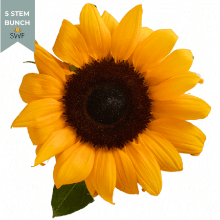 Sunflower BlackEye mellano(5st