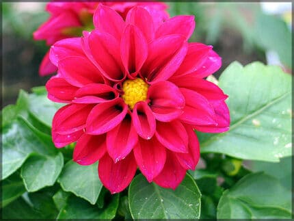 DAHLIAS v.d. fushia