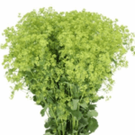 Alchemilla Robustica holl - Image 2