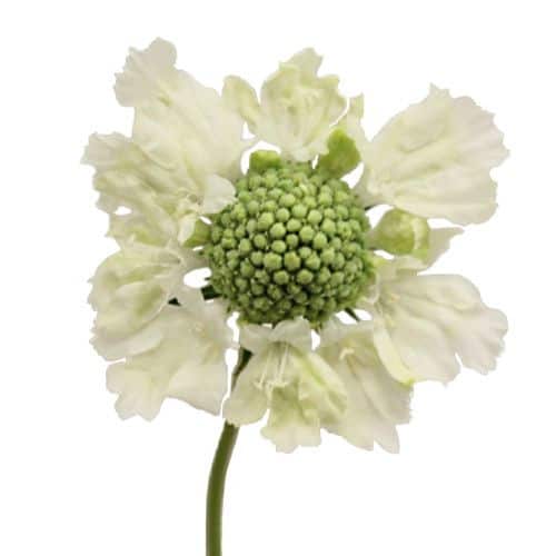 19dc3a1e-fdcd-4fb4-b9d5-f341d9bc3c93.jpg Scabiosa White aviv - Image 1