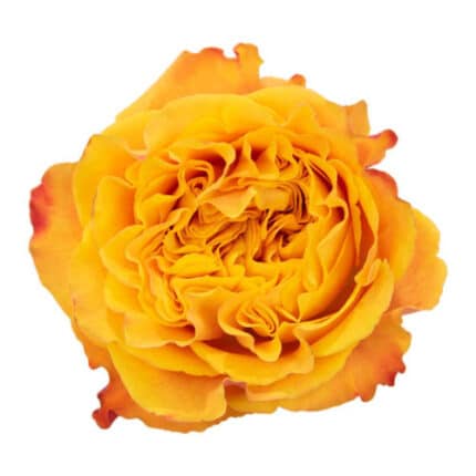 Rose Paz 50cm holex