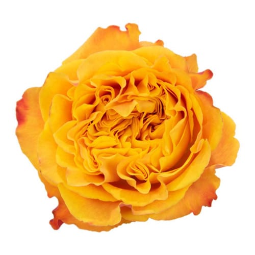 19de3314-c00e-4c49-b1dc-43c3db723b0b.jpg Rose Paz 50cm holex - Image 1