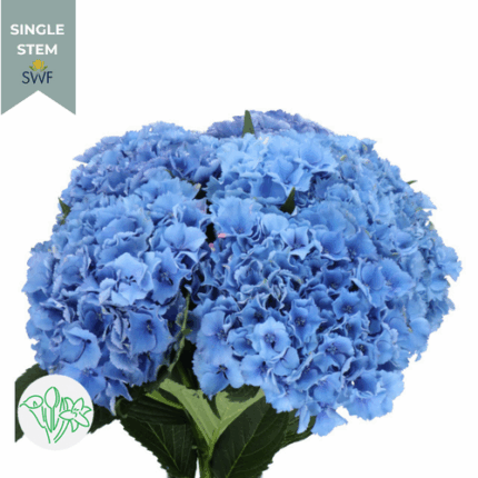 Hydrangea Dk Blue holex(STEM)