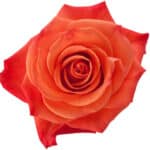 Rose Org Crush 40cm naranjo - Image 2