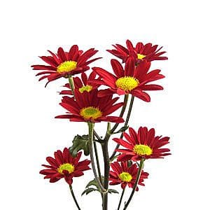 Pom Daisy Foxy esmeralda