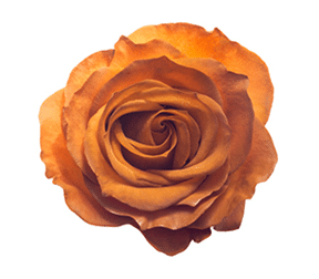 Rose Mocca 60cm naranjo