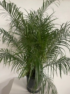 10" Robellini Palm