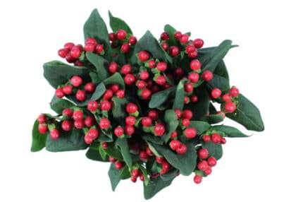 Hypericum Red Romance 60cm sol