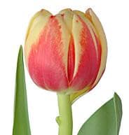 Tulip Creme/Red v.d.