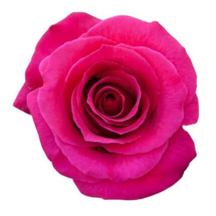 Rose Hot Lady 60cm sunrite