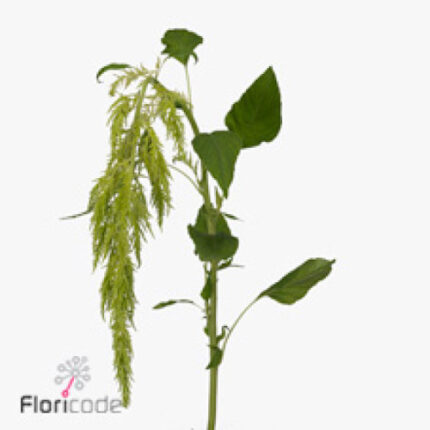 Amaranthus Green Spider hang b