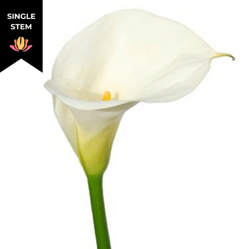 1a5d769c-9fdc-4308-bc97-4fb917039658.png Calla White Large (stem) trilogy - Image 1