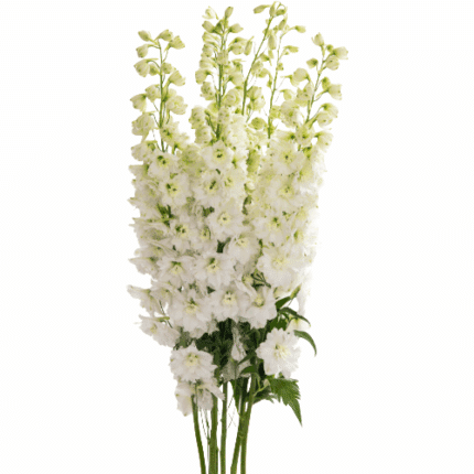Delph Bella Donna White pajaro
