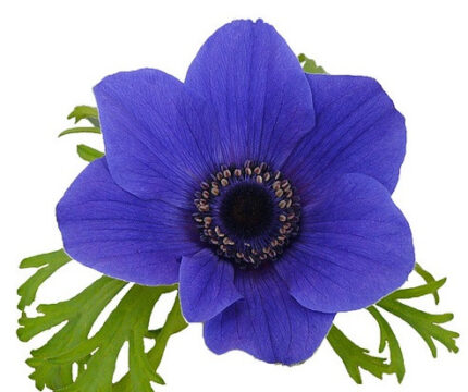 Anemone Blue holl