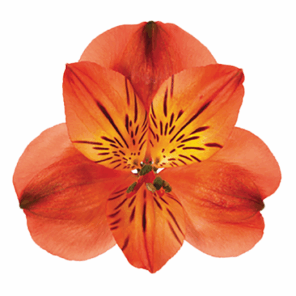 Alsro Orange rio supsel