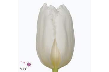 Tulip Frill Tony Montano holl