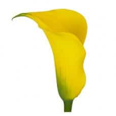 Calla Gold Medal holex
