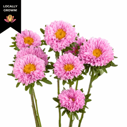 Aster Matsu Pink local