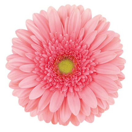 Gerber Blossom can.