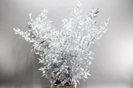 Italian Ruscus snow holl (5st)