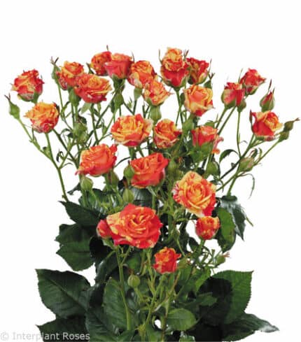 RoseSpray FireFlash holl