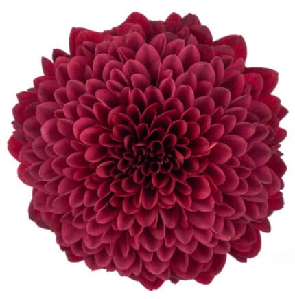 Mum Disbud Ball Red Testarosa sole(5st)