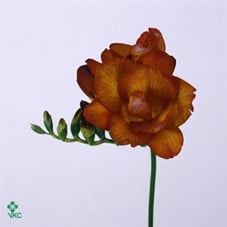 Freesia lady burnett s.v.