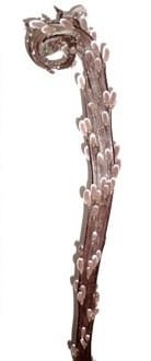 Pussy Willow Fantail 2-3ft can
