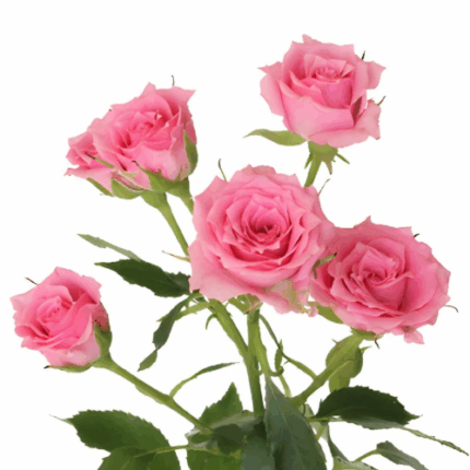 RoseSpray Twinkle Bride galler