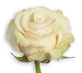 Rose Sahara 40cm r.prima